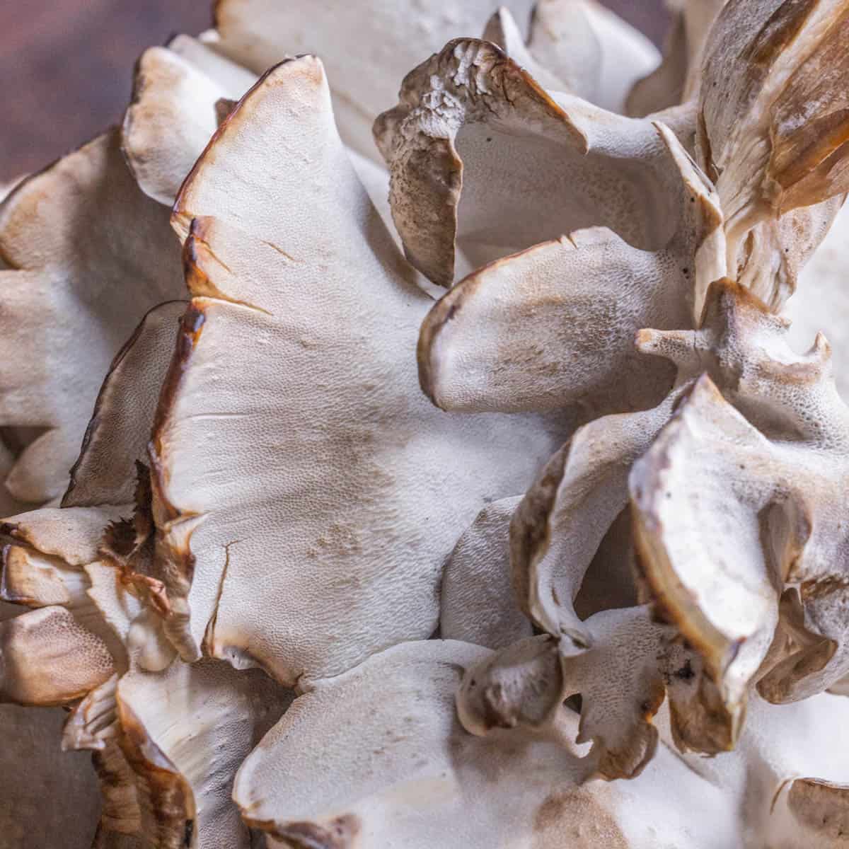 Why Japanese Maitake Mushrooms Are a Top Game-Changer for PMS, Hormones, and Stress Relief