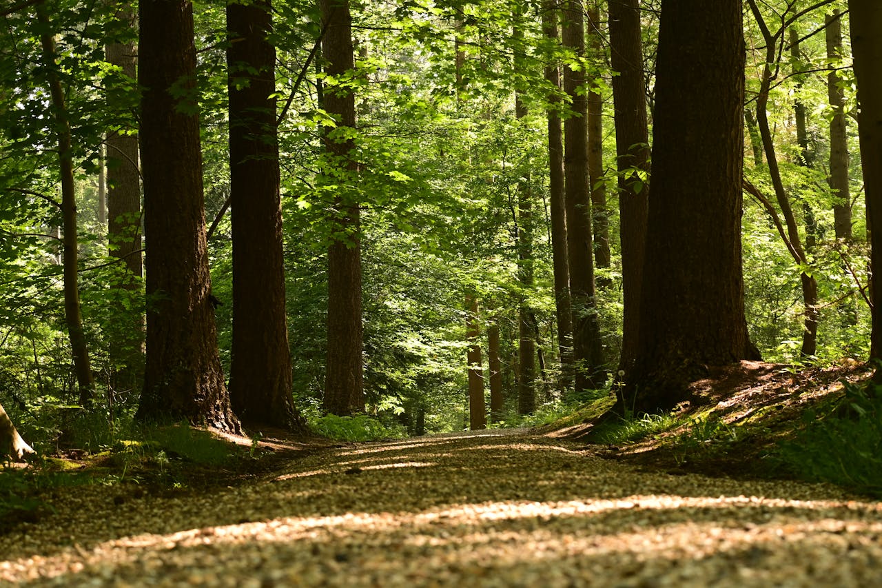 How to Increase Serotonin: The Key to Managing PMDD, Hormone Imbalance & MCAS